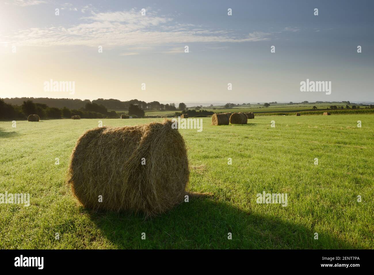 Un campo di balle di Hay su una mattina autunnale vicino a Poyntington, Somerset, Regno Unito. Foto Stock
