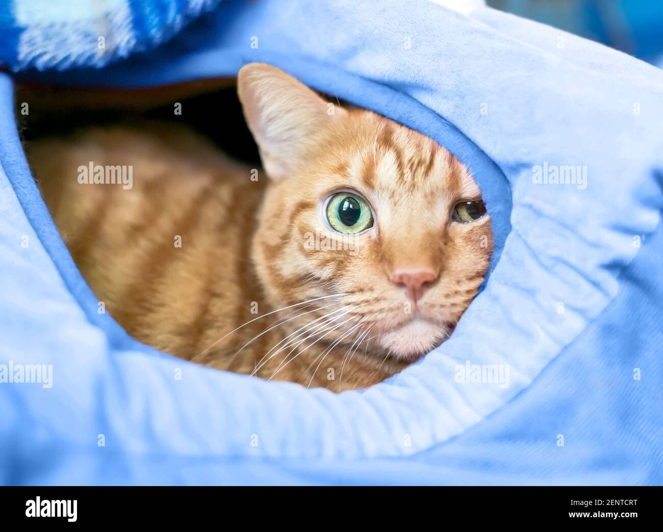 Un tabby arancione timido gatto shorthair che sbircia da un letto di gatto coperto Foto Stock
