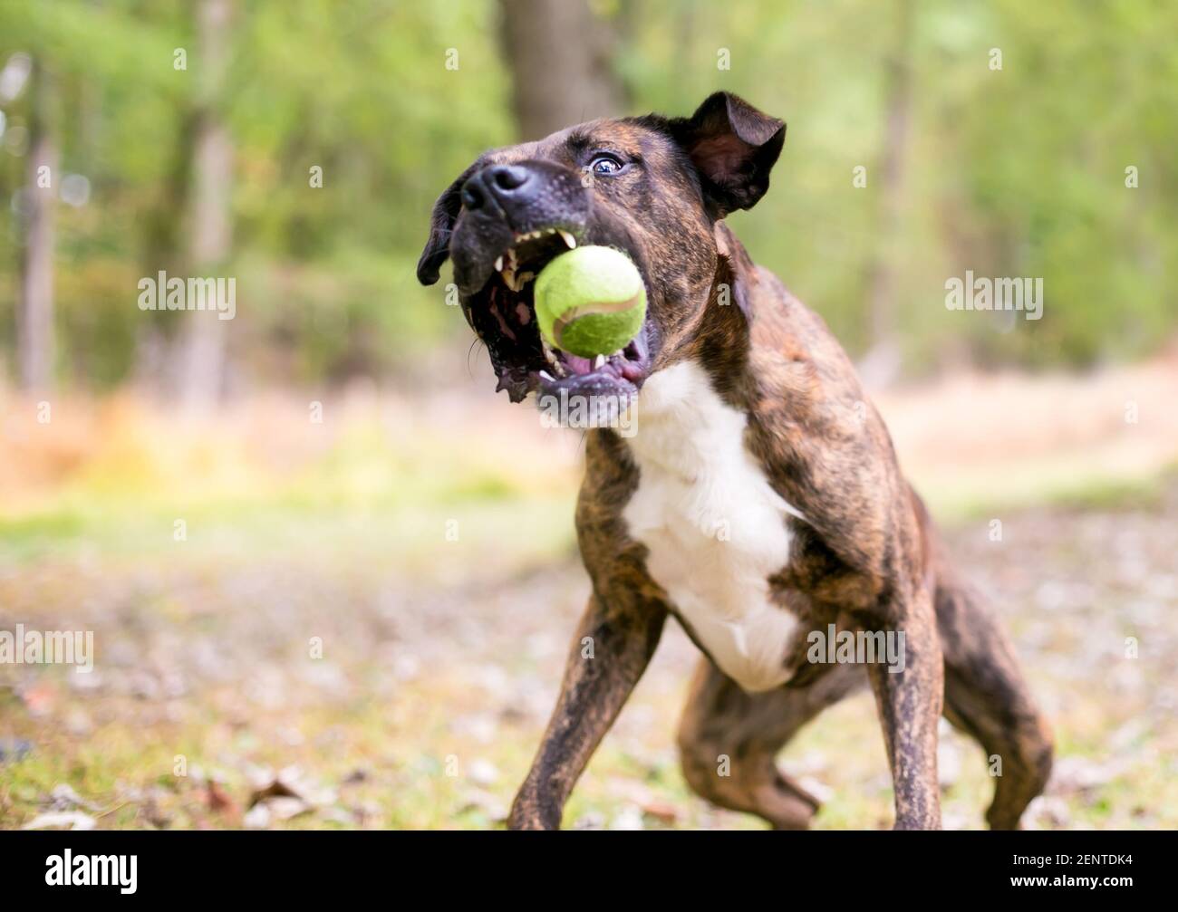 Un brindle e un cane misto bianco di razza che salta a prendere una palla Foto Stock