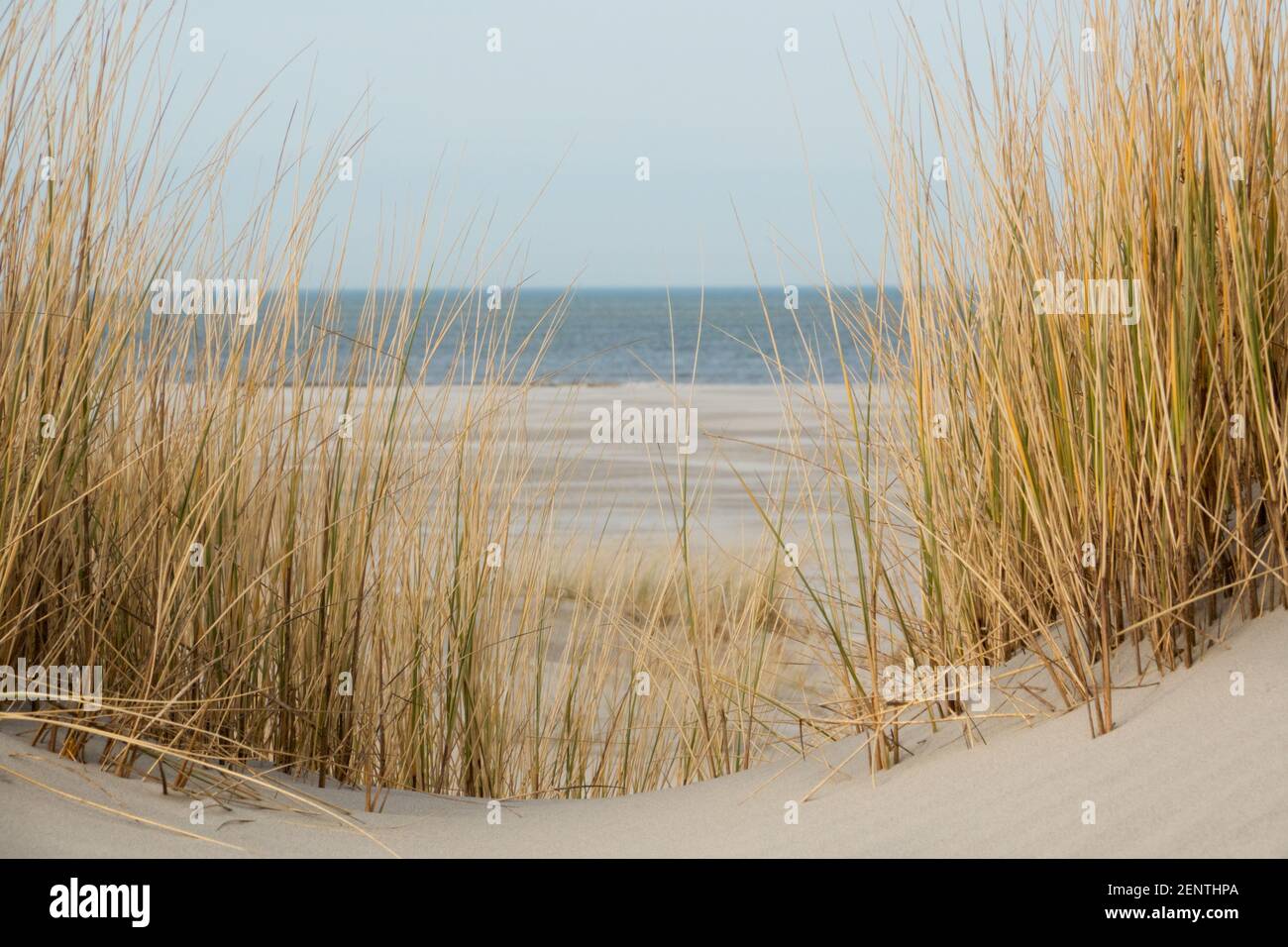 Vista sulla spiaggia e sul mare tra l'erba arenata di Marram su una cima di dune in inverno Foto Stock Vista sulla spiaggia e sul mare tra l'erba arenata di Marram su una cima di dune in inverno Foto Stock