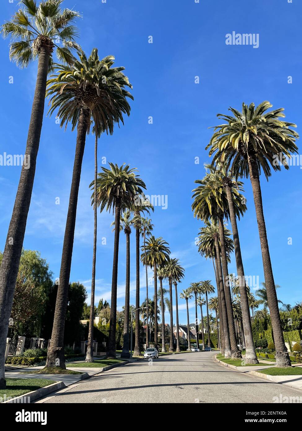 Beverly Hills, CA USA - 20 gennaio 2021: Vista della strada dei quartieri di Beverly Hills con palme e automobili in California Foto Stock