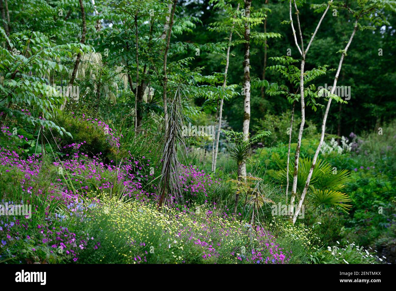 Geranio Monte Venus,Pseudopanax crassifolius,Aralia echinocaulis,piantumato,sottopaneria,piantumazione,pendenza,pendenza,arginata,argine,giardino,pendii,giardini, Foto Stock