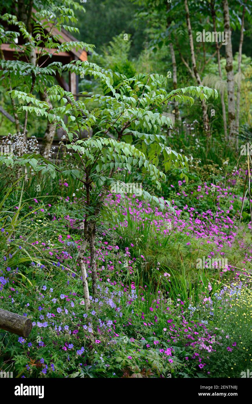 Geranio Monte Venere, Aralia echinocaulis, sottopiantato, sottoplantco, piantagione, pendio, inclinato, argine, giardino, pendii, giardini, RM Floral Foto Stock