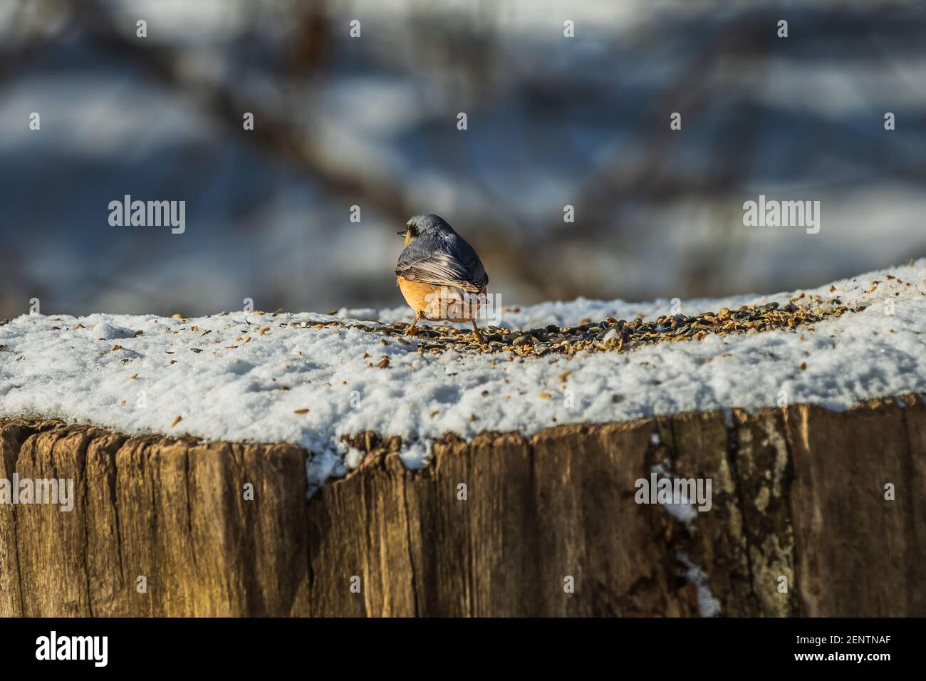 Nuthatch in inverno sulla neve. Vista posteriore dell'uccello con piume grigio-blu e giallo-arancio. Seme di uccello e grani di cereale sulla trun di albero innevato Foto Stock