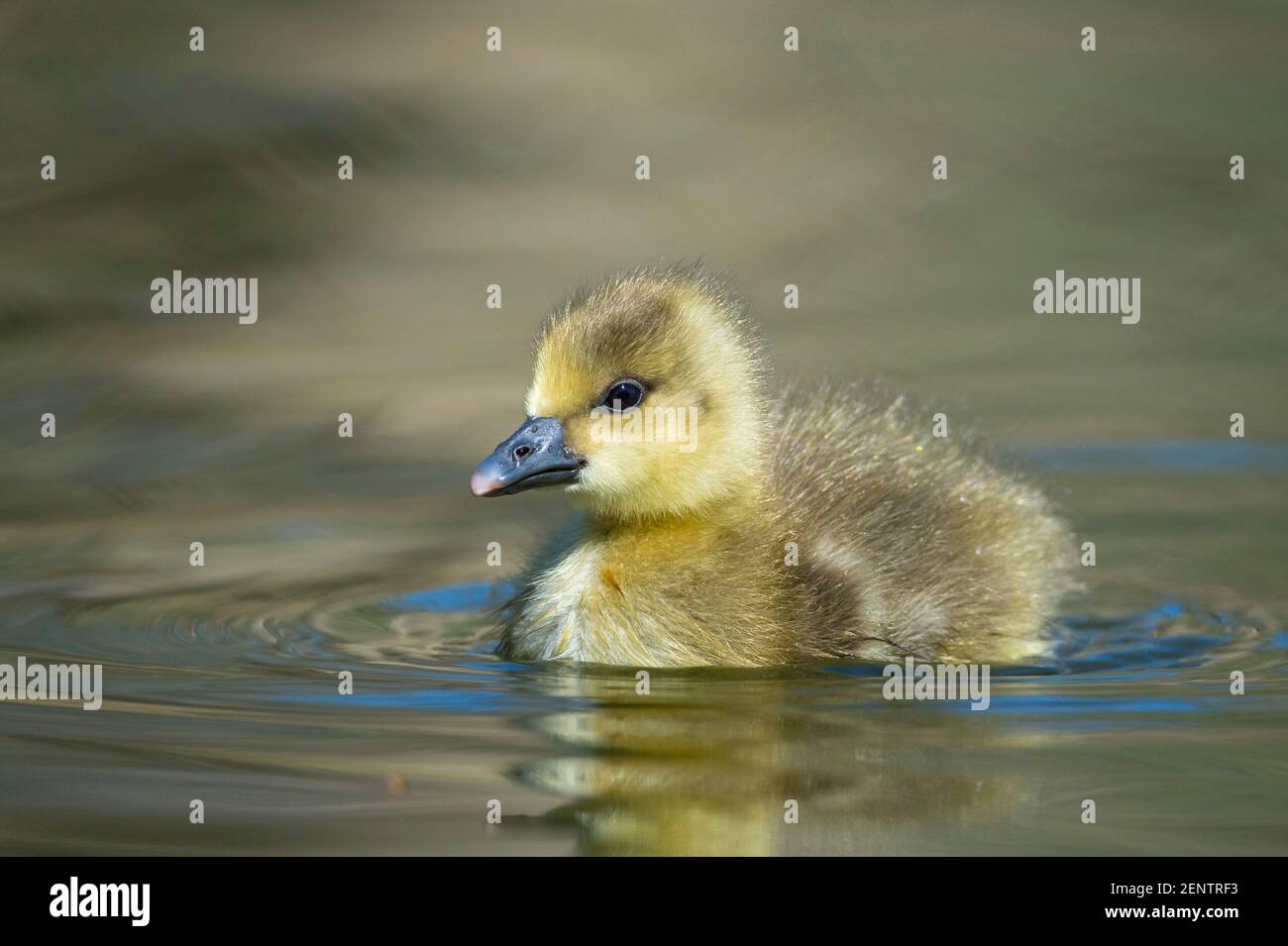 Goessel, Kueken, Graugans, Anser anser Foto Stock