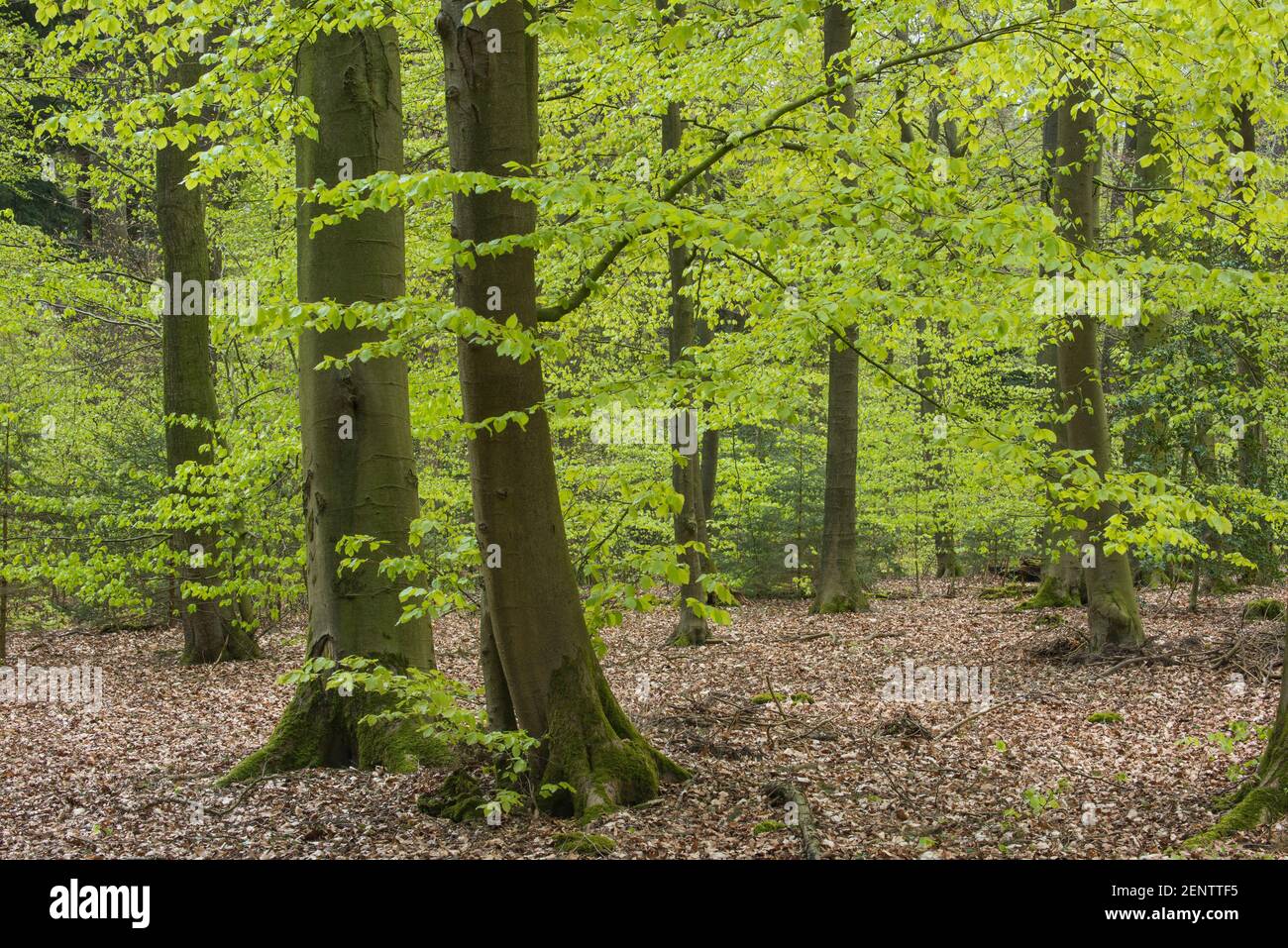 Wald im Fruehling, Dammer Berge Foto Stock