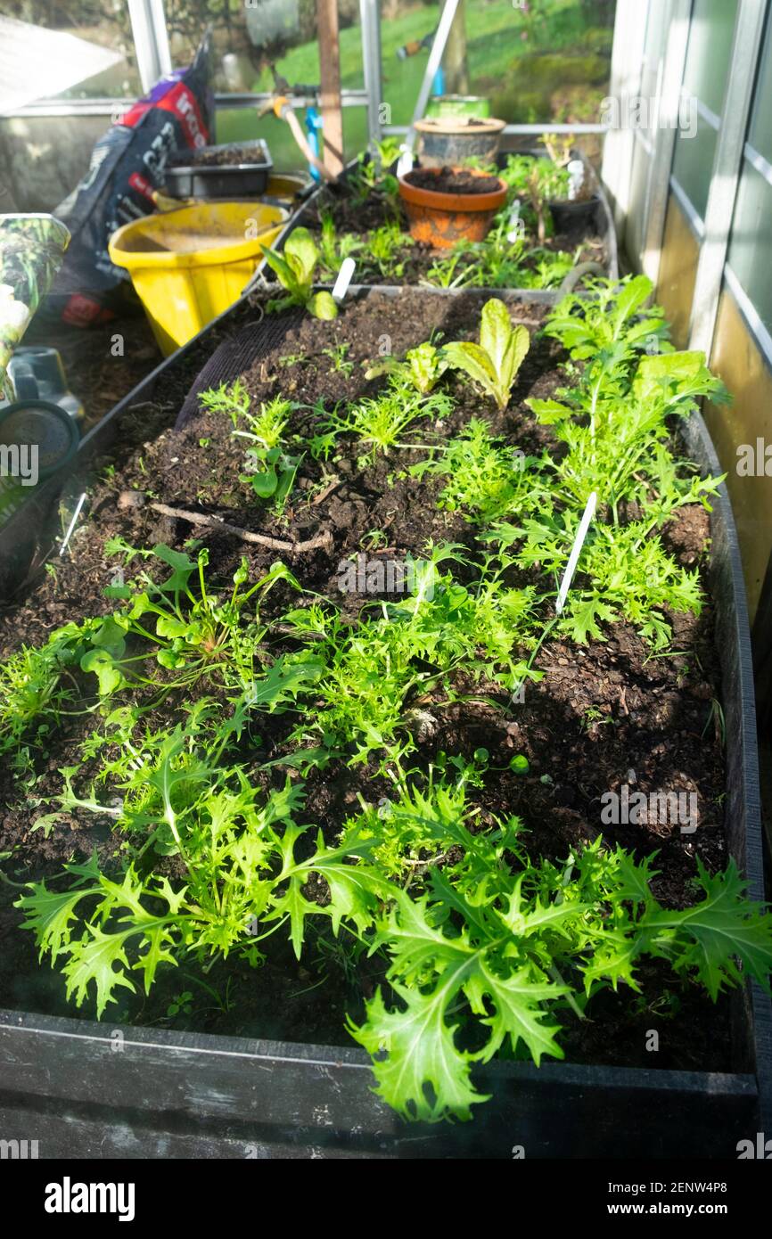 Foglie di insalata di mizuna verdi che crescono in contenitore di plastica in serra in inverno all'inizio della primavera febbraio 2021 Galles Regno Unito Gran Bretagna KATHY DEWITT Foto Stock