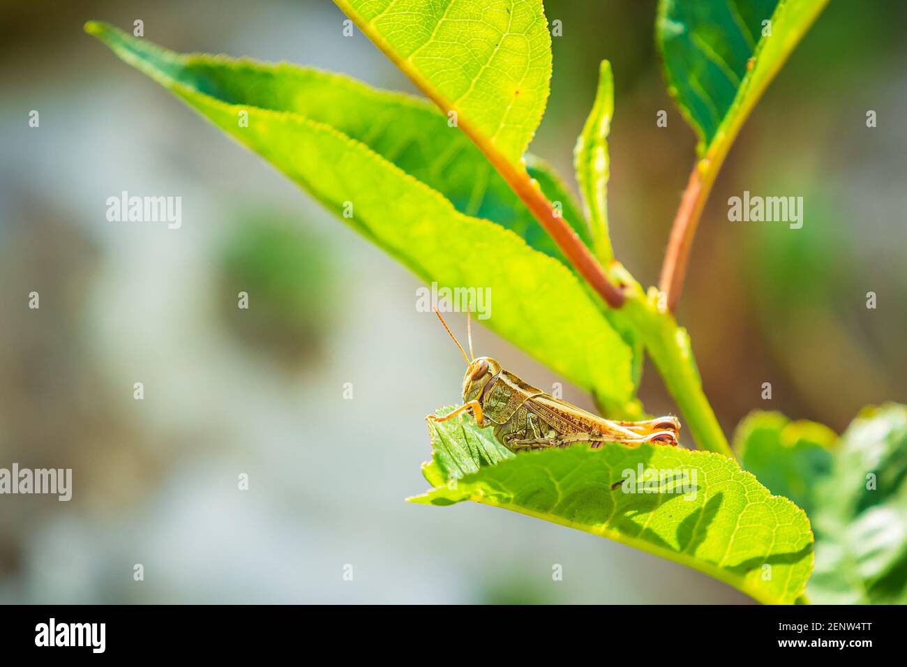 Bella cavalletta Acrididae riposante alla luce del sole in un prato verde. Foto Stock