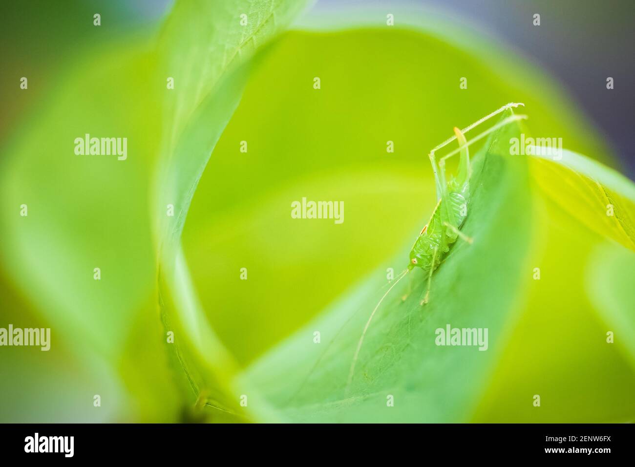 Meconema thalassinum, rovere bush-cricket o drumming katydid su una foglia in una struttura ad albero Foto Stock