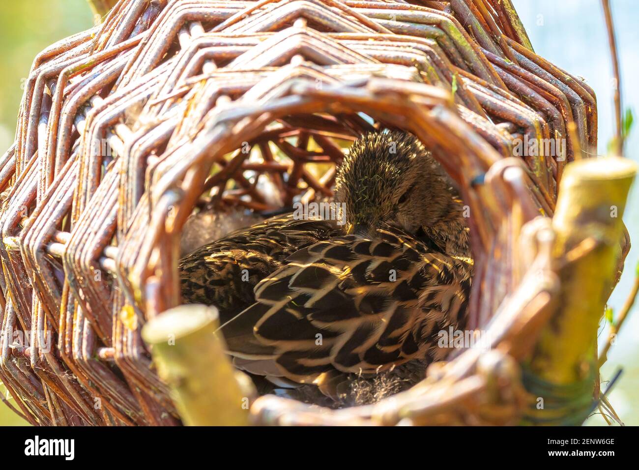 Canestro di nidificazione di anatra selvatica in legno fatto di manmade in piedi in un ruscello in una foresta Foto Stock