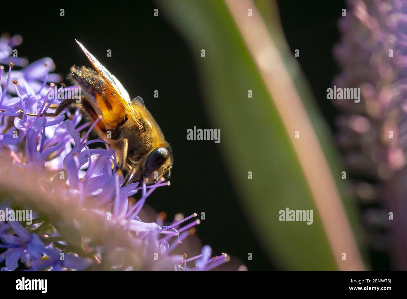 Primo piano di un'ape di miele occidentale o di un'ape di miele europea API mellifera nettare di alimentazione di fiori viola Foto Stock