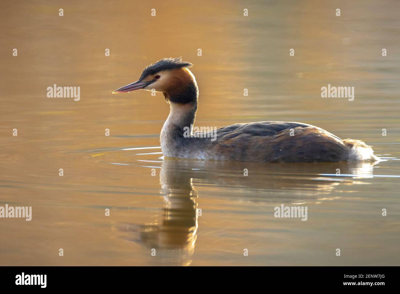 Ritratto closeup di svasso maggiore, Podiceps cristatus nuotare sulla superficie dell'acqua su un lago. Foto Stock