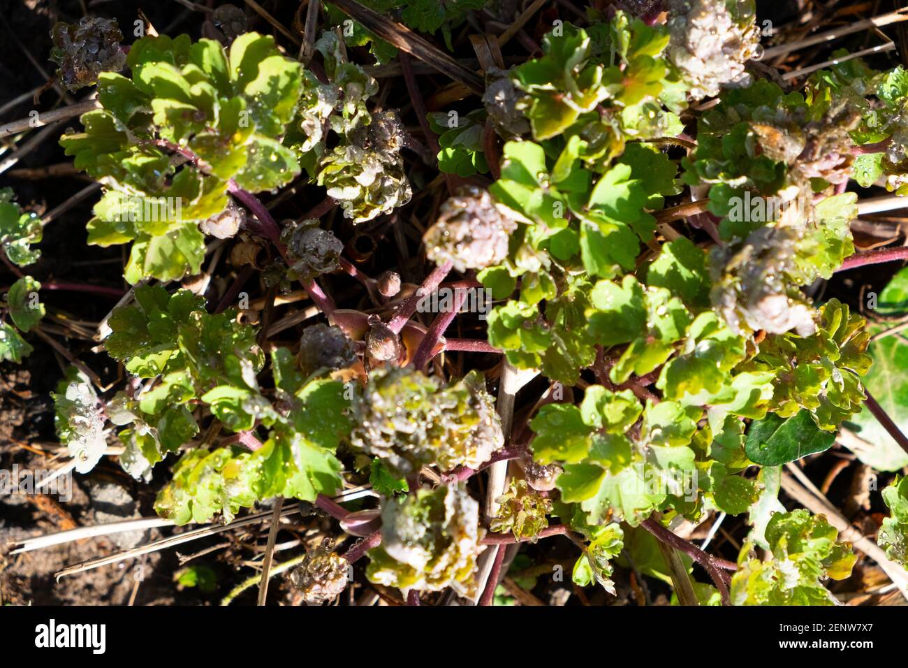 Germogli di aquilegia che emergono dal suolo nel mese di febbraio Giardino di primavera invernale nella giornata di sole nel Galles del Carmarthenshire UK KATHY DEWITT Foto Stock
