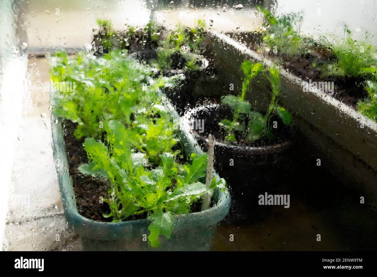 Vista esterna delle lattughe verdi che crescono in contenitori di plastica all'interno di una serra e gocce d'acqua su lastre di vetro In Galles Regno Unito KATHY DEWITT Foto Stock
