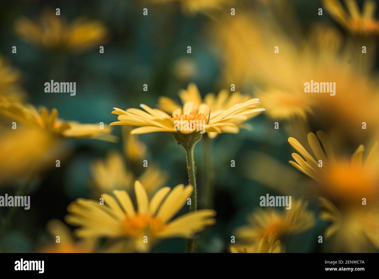 Doronicum orientale fiore giallo primo piano. Conosciuto anche come fiori di rovina del leopardo. Daisy come fiore, sfondo moody. Foto Stock