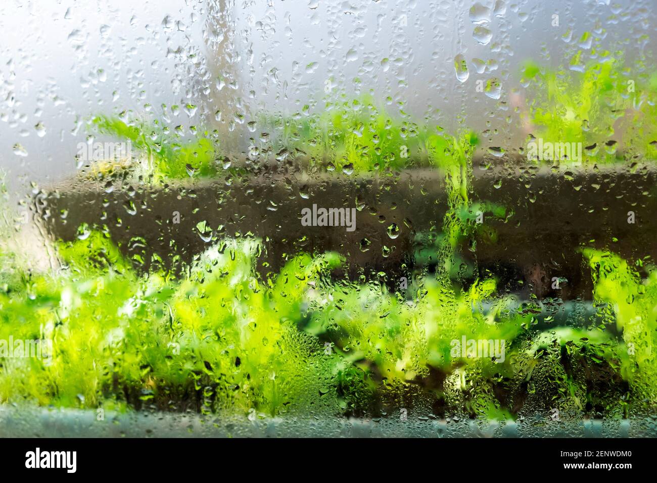 Vista esterna delle lattughe verdi che crescono in contenitori di plastica all'interno di una serra gocce d'acqua piovana su lastre di vetro in Galles UK KATHY DEWITT Foto Stock