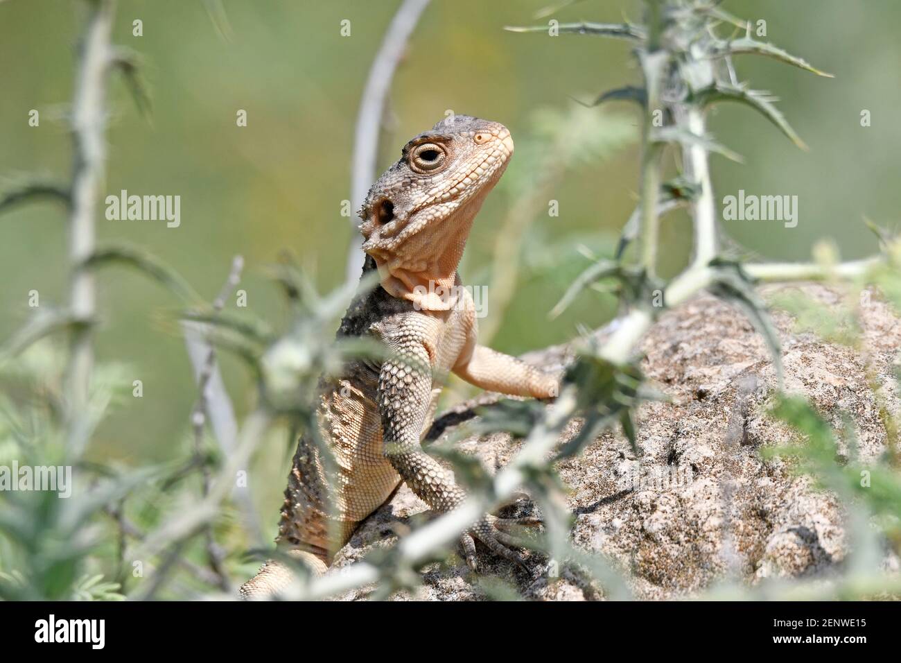 Stellagama stellio, Agama lizard Foto Stock