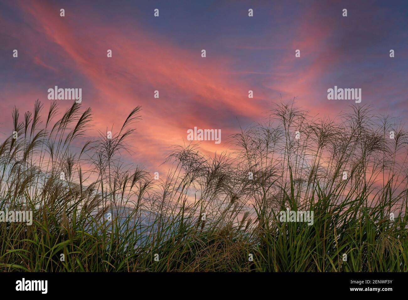 Meadow Reed Sways.Wild Grass Sway da Wind Against Sky. Cielo blu Foto Stock