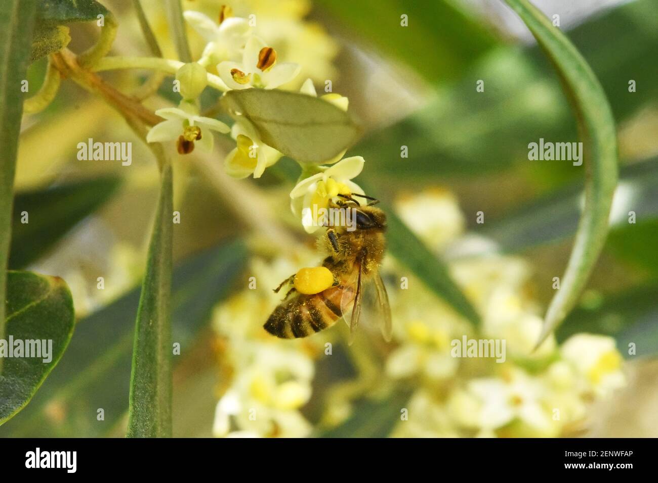 Fiori d'oliva impollinanti di ape Foto Stock