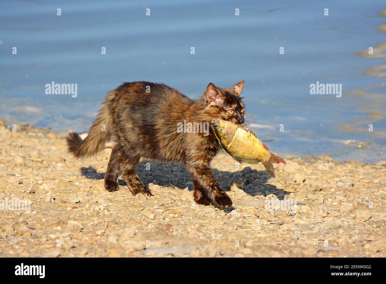 Gatto Feral cattura un pesce Foto Stock