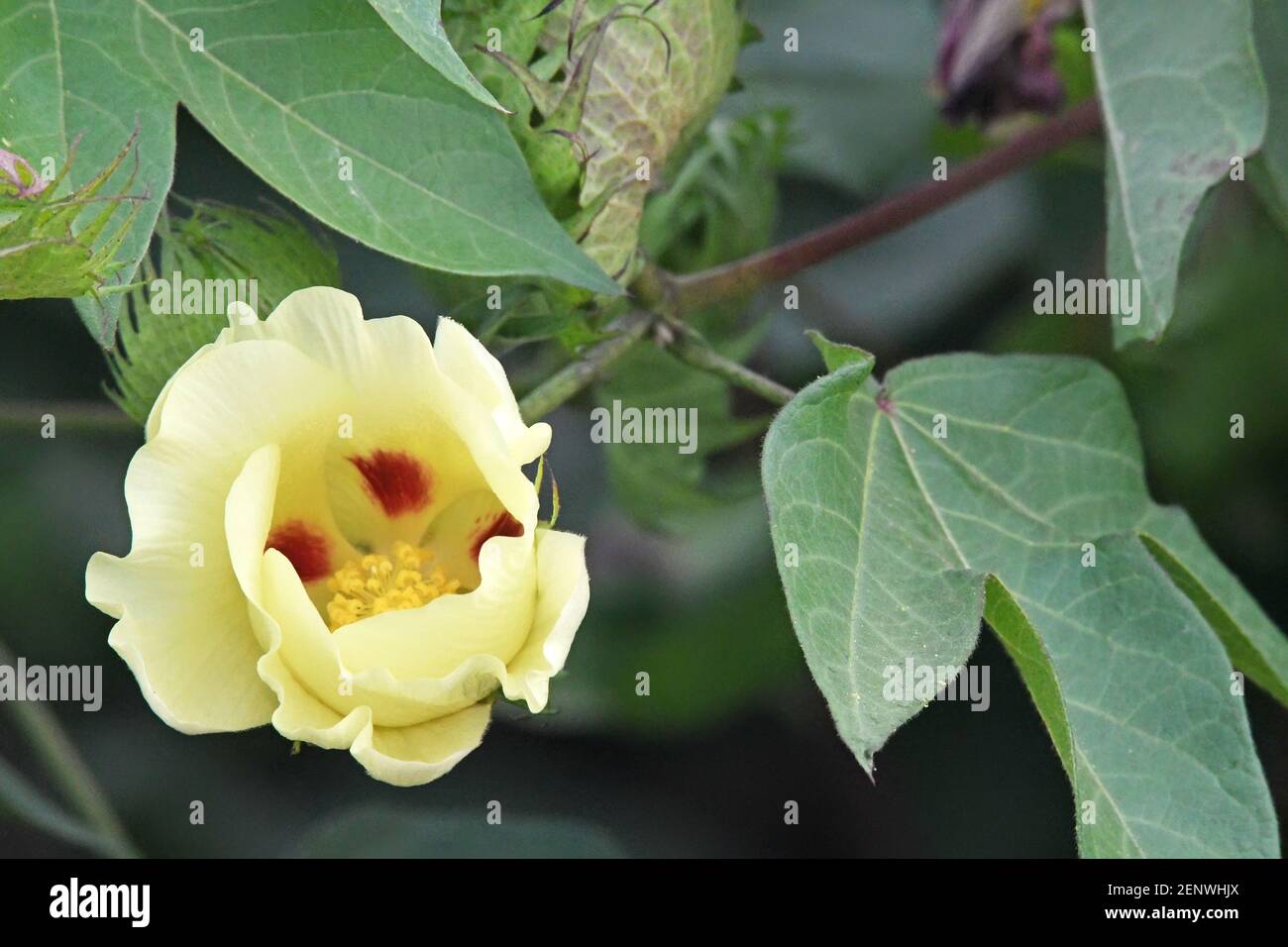 Fiore di cotone in primo piano Foto Stock