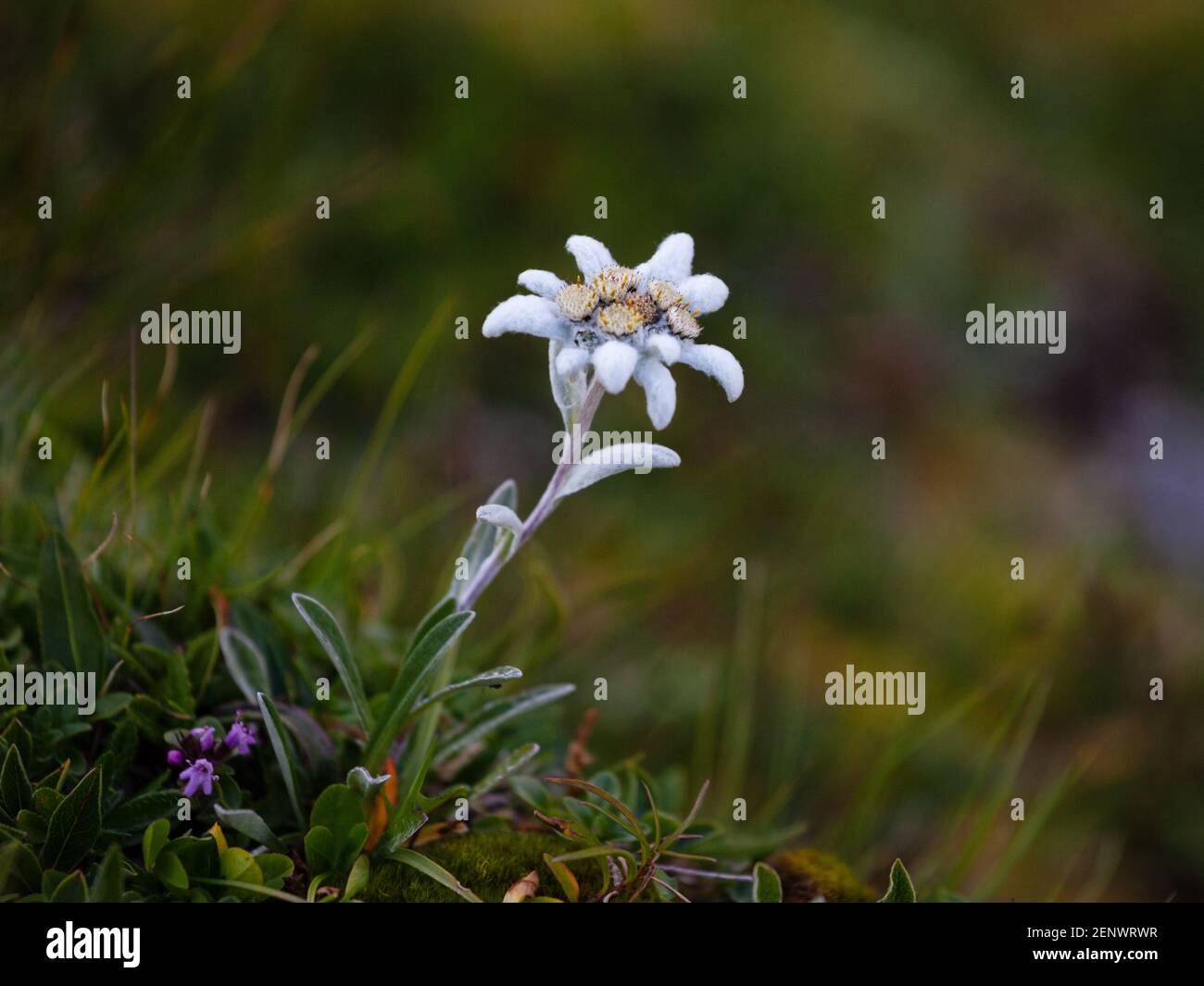 Un insetto solitario in fiore con sfondo sfocato Foto Stock