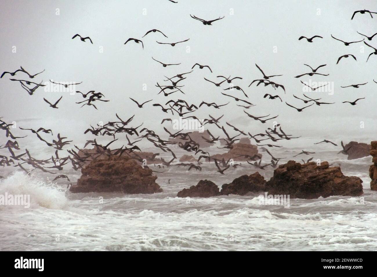 Uccelli invernali su un mare tempestoso Foto Stock