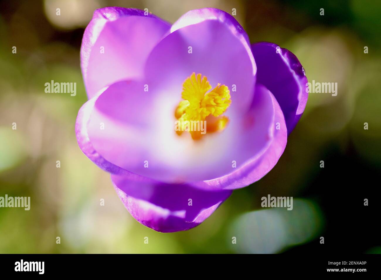 Macro primo piano di un fiore di crocus viola su Bokeh Sfondo Foto Stock