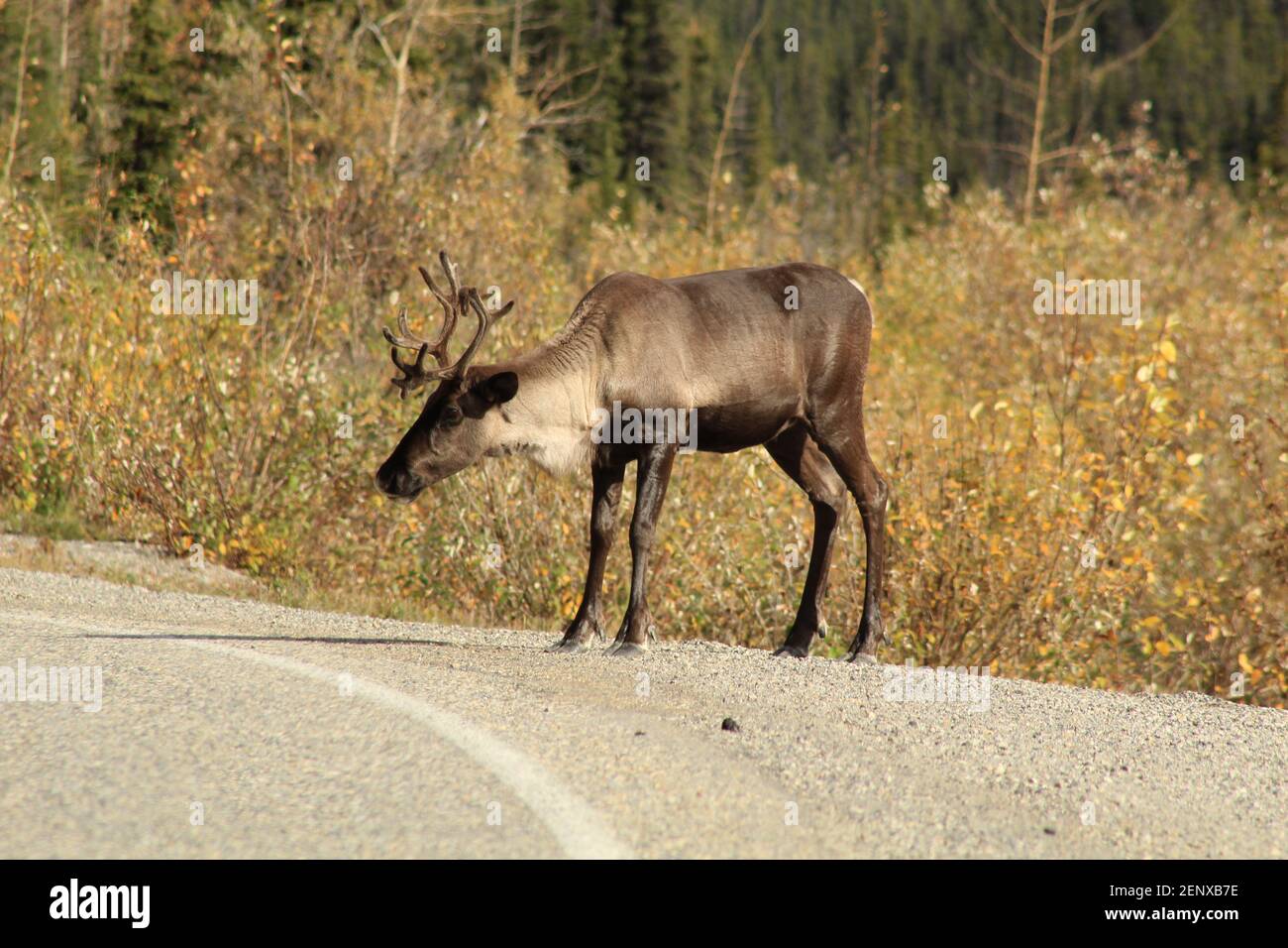 Un caribù pascola lungo l'autostrada dell'Alaska vicino al lago Muncho, BC, Canada. Foto Stock