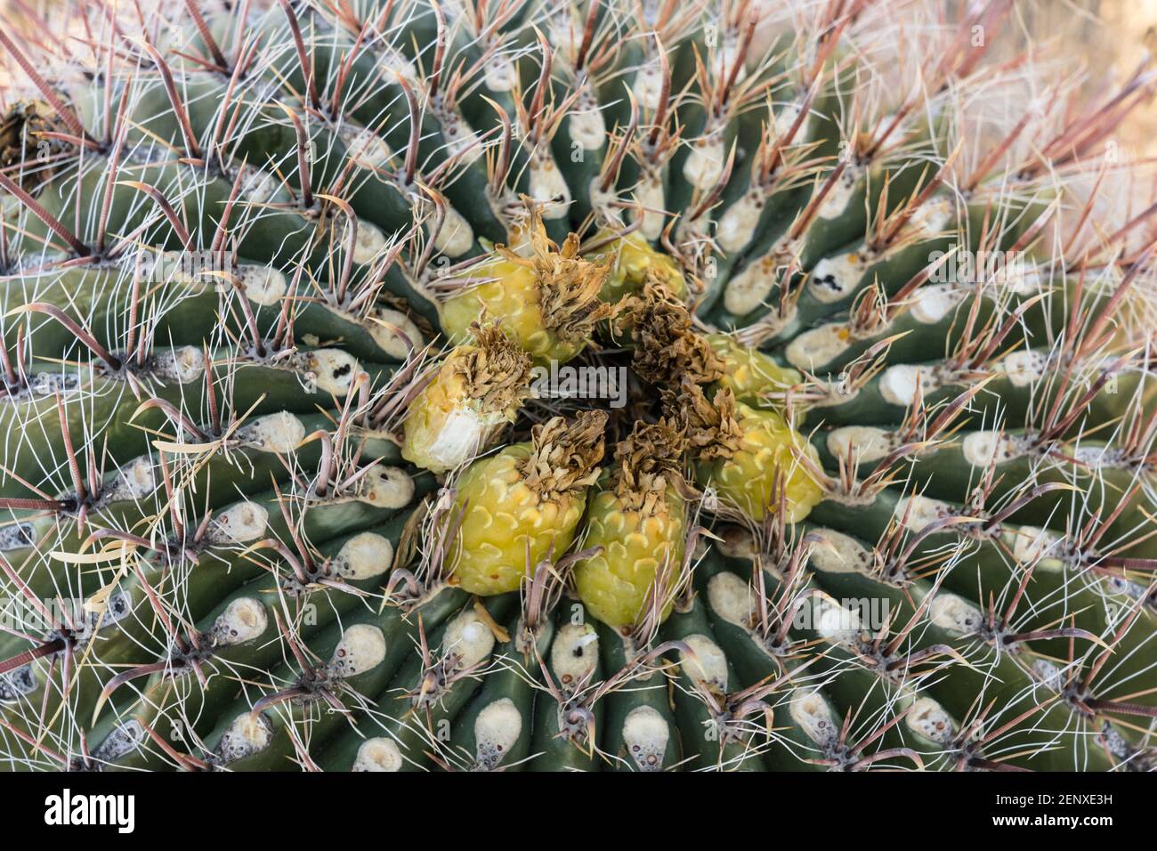 A Fishhook Barrel Cactus , Ferocactus wislizeni, in Organ Mountains - Desert Peaks National Monument, vicino a Las Cruces, New Mexico. Foto Stock