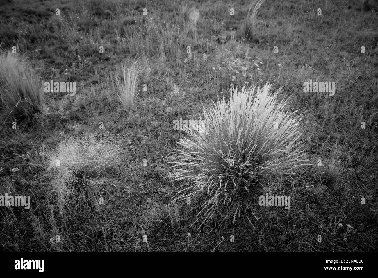 Pampas erba ambiente in pianura Pampas, provincia la Pampa, Patagonia, Argentina. Foto Stock