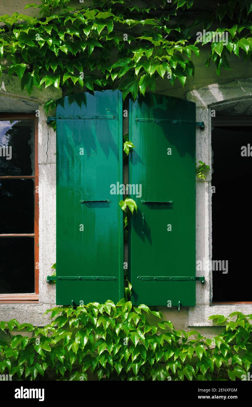 Persiane verdi aperte su una finestra di un vecchio francese casa con  foglie d'edera che circondano la cornice della finestra e il muro vicino  Foto stock - Alamy