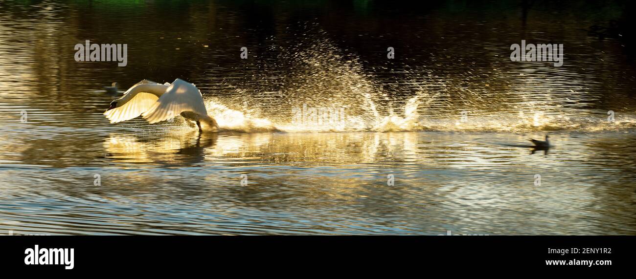 White Mute Swan o Cygnus colorano le terre con un tuffo nelle acque di un lago Foto Stock