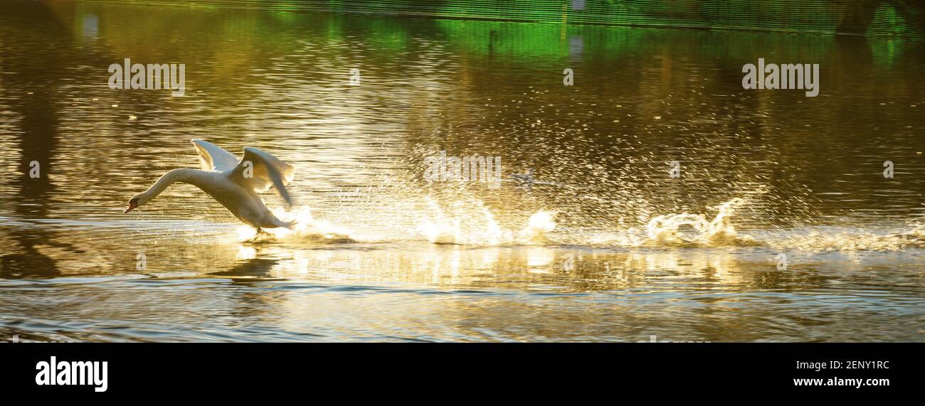 White Mute Swan o Cygnus colorano le terre con un tuffo nelle acque di un lago Foto Stock