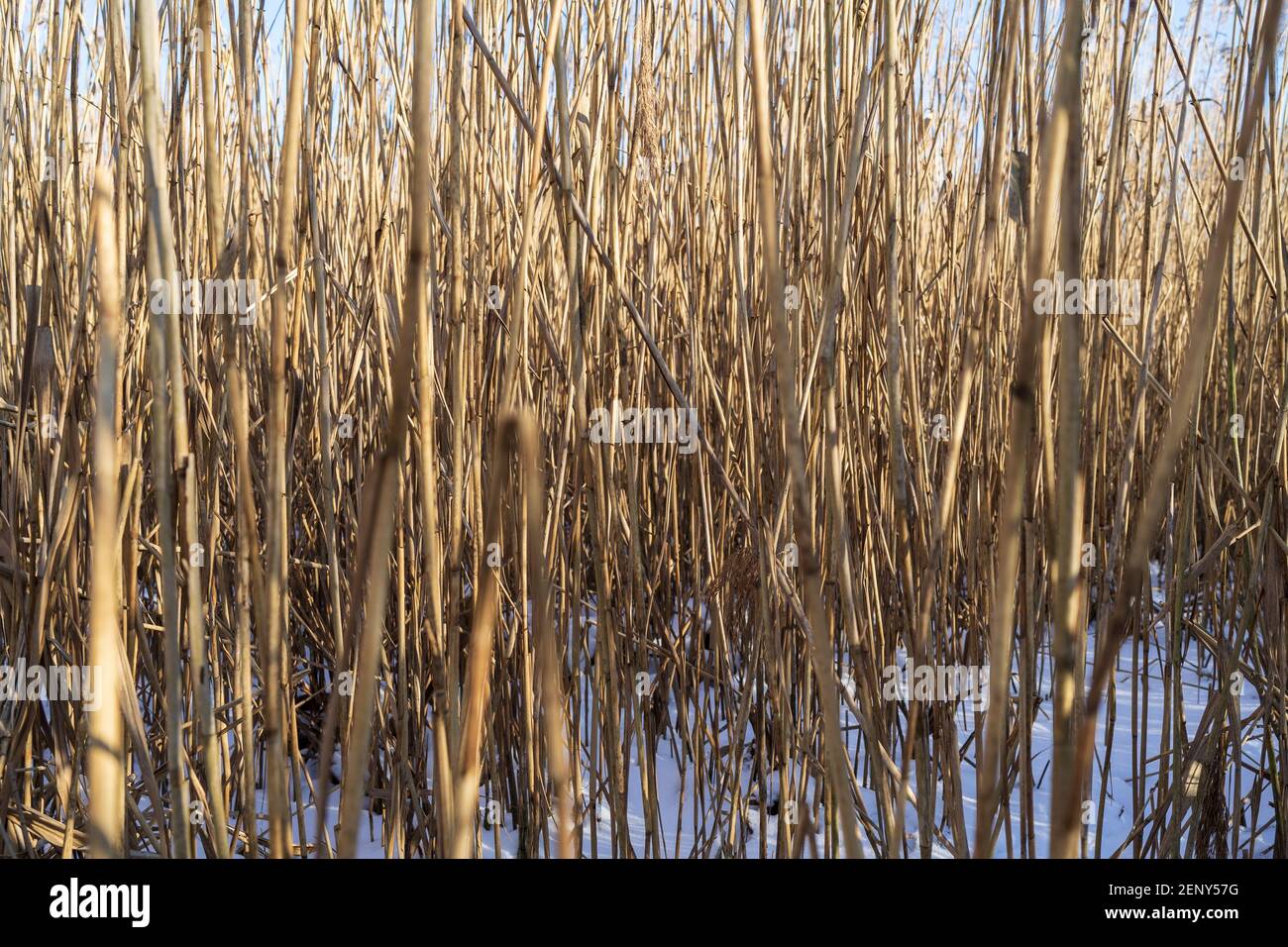 Steli di lamella asciutti (Phragmites australis) come sfondo. Foto Stock
