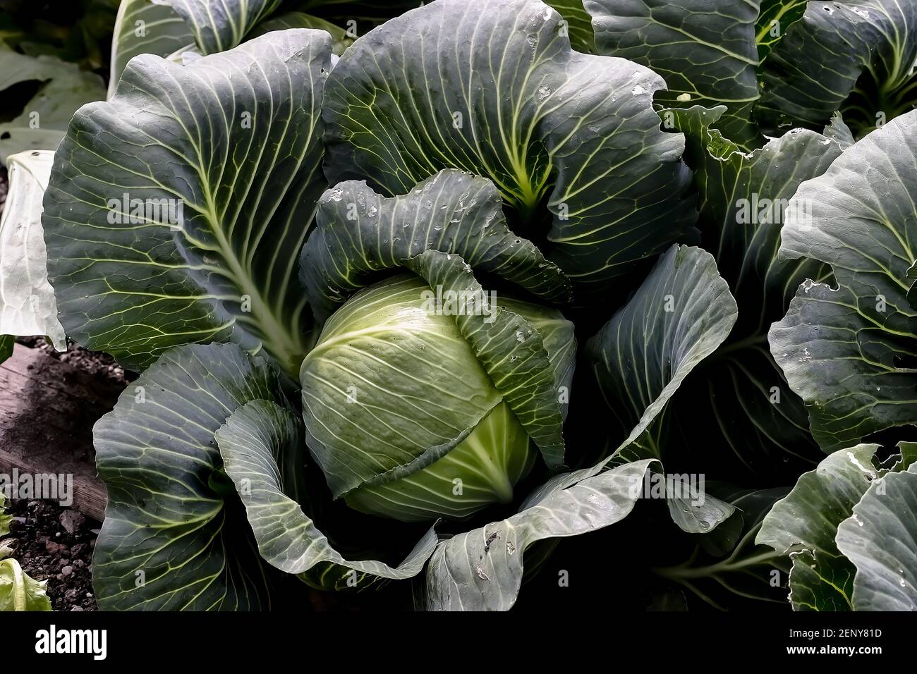 Cavolo bianco, Brassica oleracea, in vegetale patch, agricoltura biologica, prima del raccolto Foto Stock