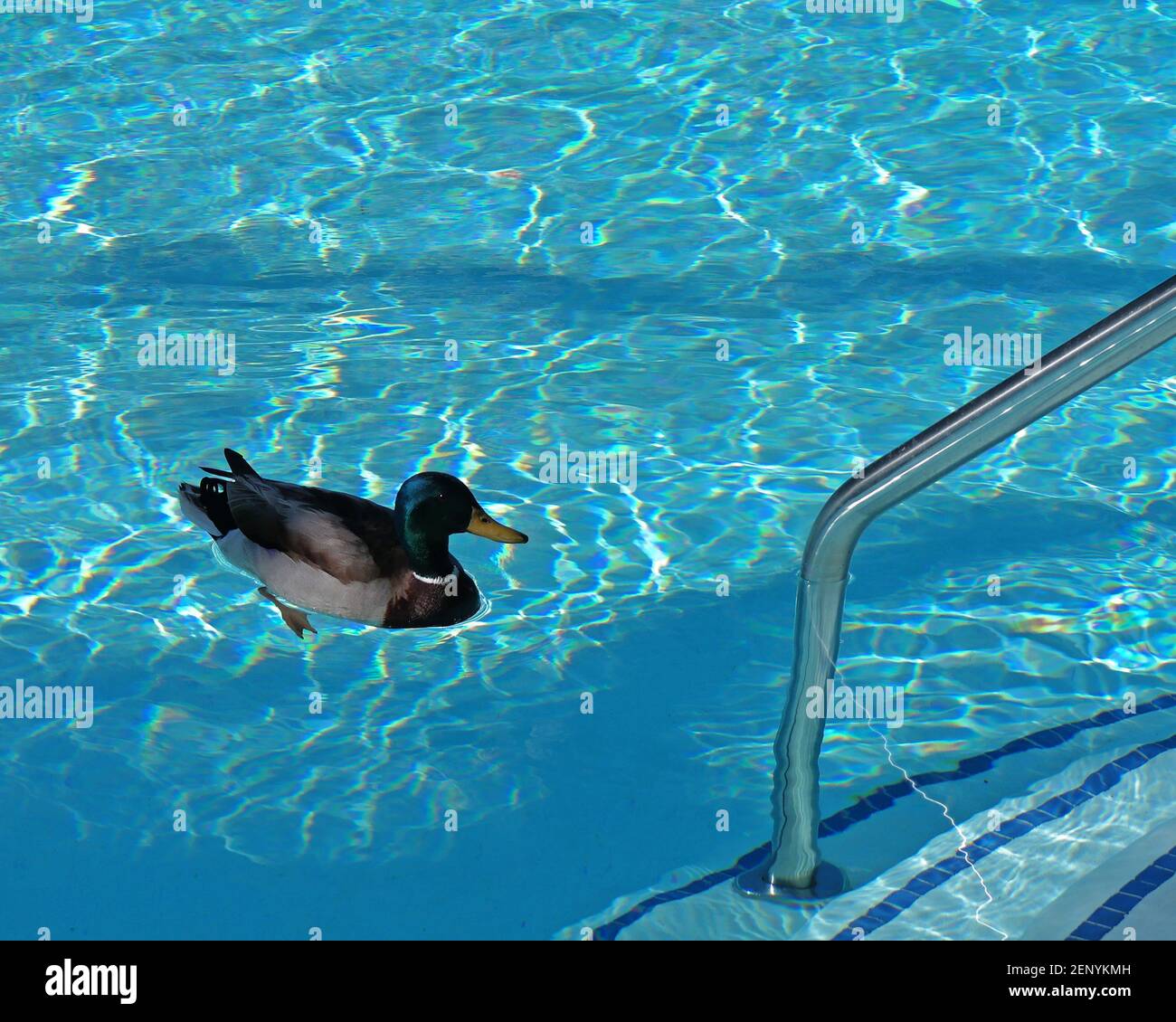 Anatra in piscina Foto Stock