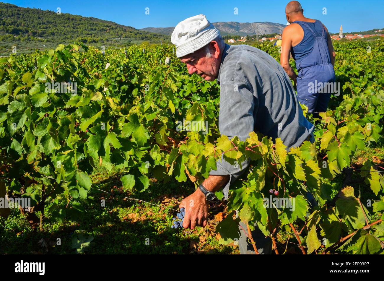 Vendemmia, dalla pianura di Stari Grad, a Stari Grad, sull'isola dalmata di Hvar, Croazia. L'area è stata nominata patrimonio dell'umanità dell'UNESCO nel 2008. Foto Stock