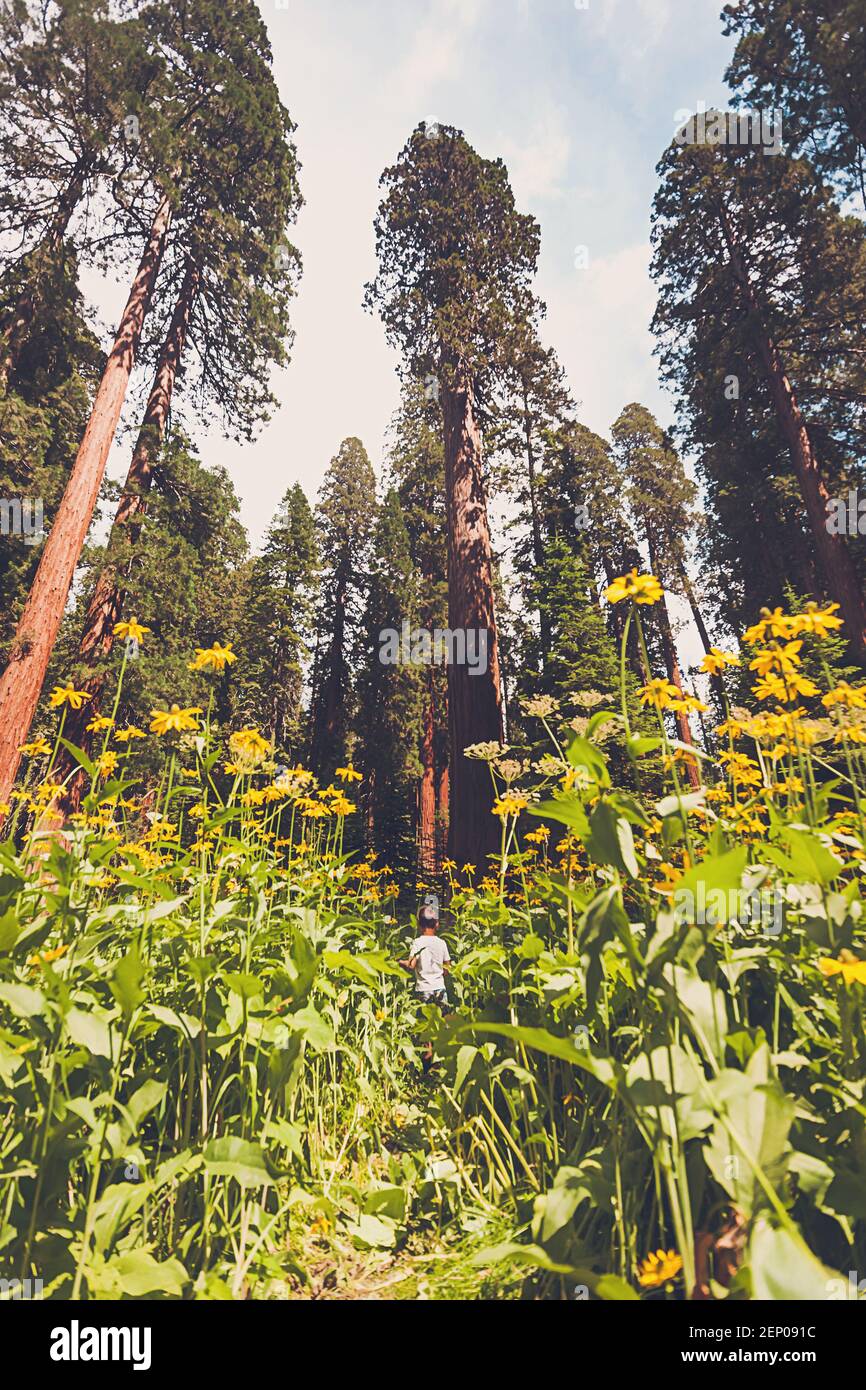 Giovane ragazzo che cammina su un campo di fiori tra giganteschi alberi di sequoia. Foto Stock