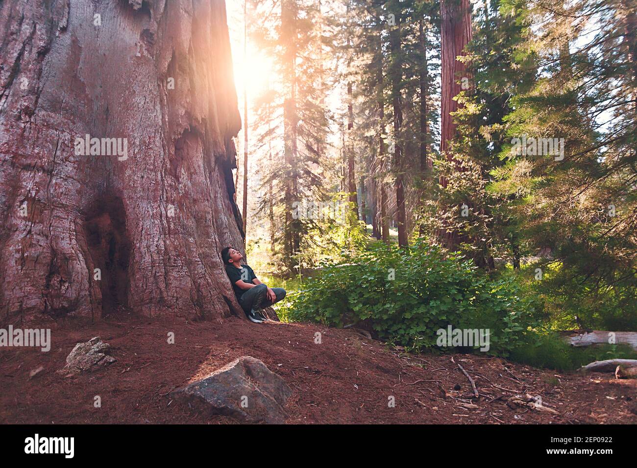 Ragazzo che riposa da un gigantesco albero di sequoia con il sole che splende attraverso. Foto Stock