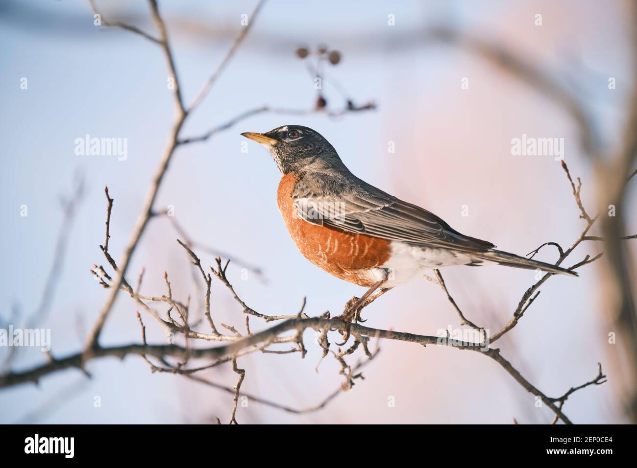 American Robin perches su Leafless Branch Foto Stock