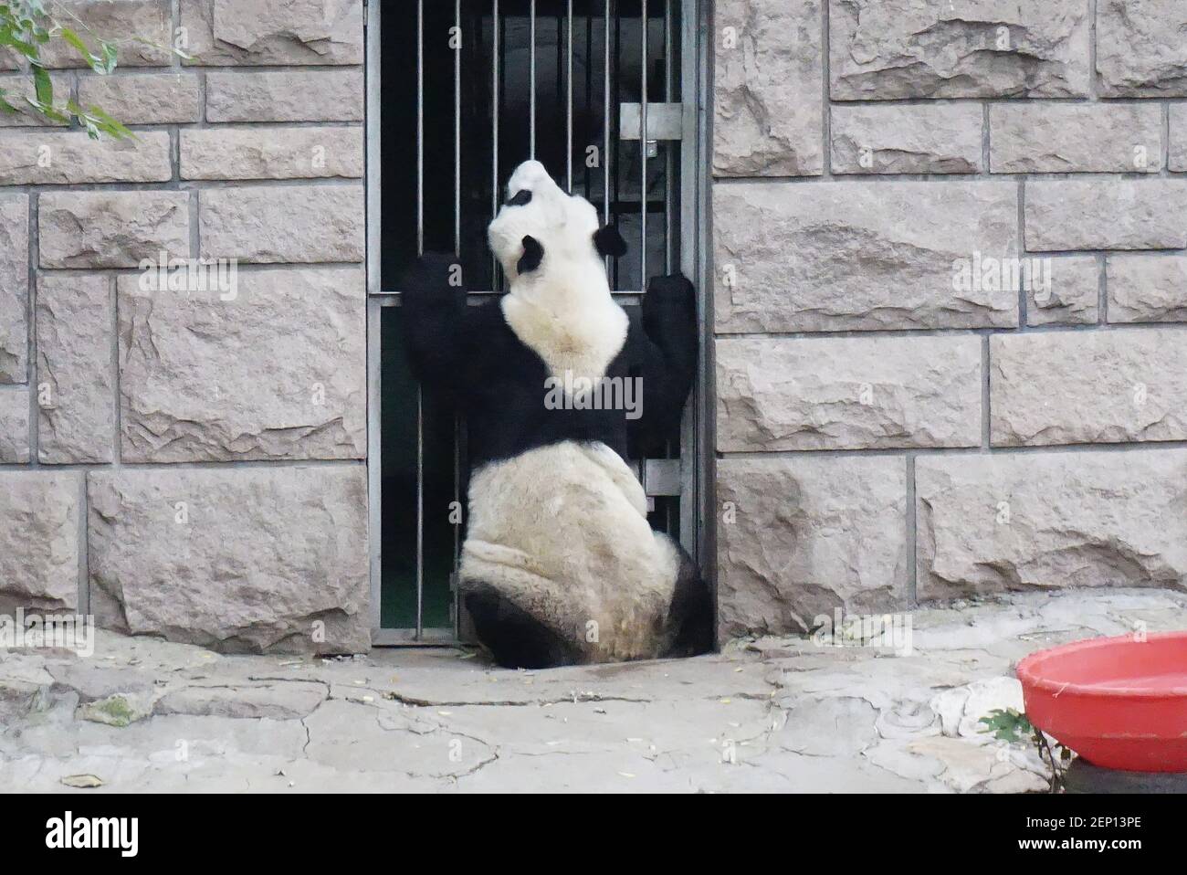 Un panda cerca cibo contro il cancello nello Zoo di Pechino, Cina, 10  ottobre 2019. (Foto di Qian Longwnag - Imaginechina/Sipa USA Foto stock -  Alamy