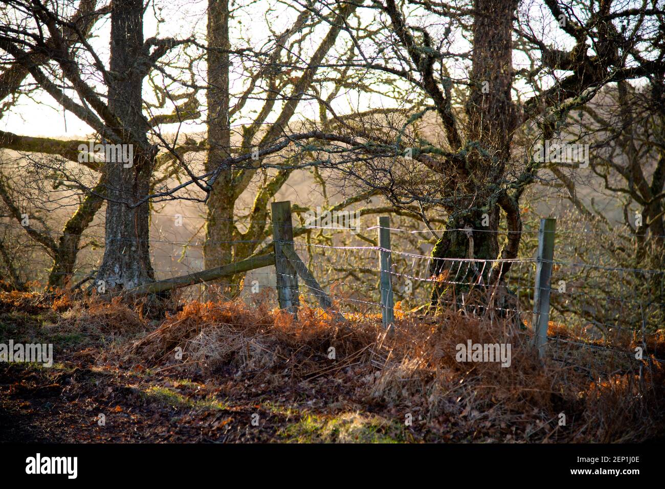 Adoro i boschi di Divach, un antico bosco di Sisal Oak aggrappato ai ripidi lati di Glen Coiltie sopra Drumnadrochit in Highland Scotland. Foto Stock