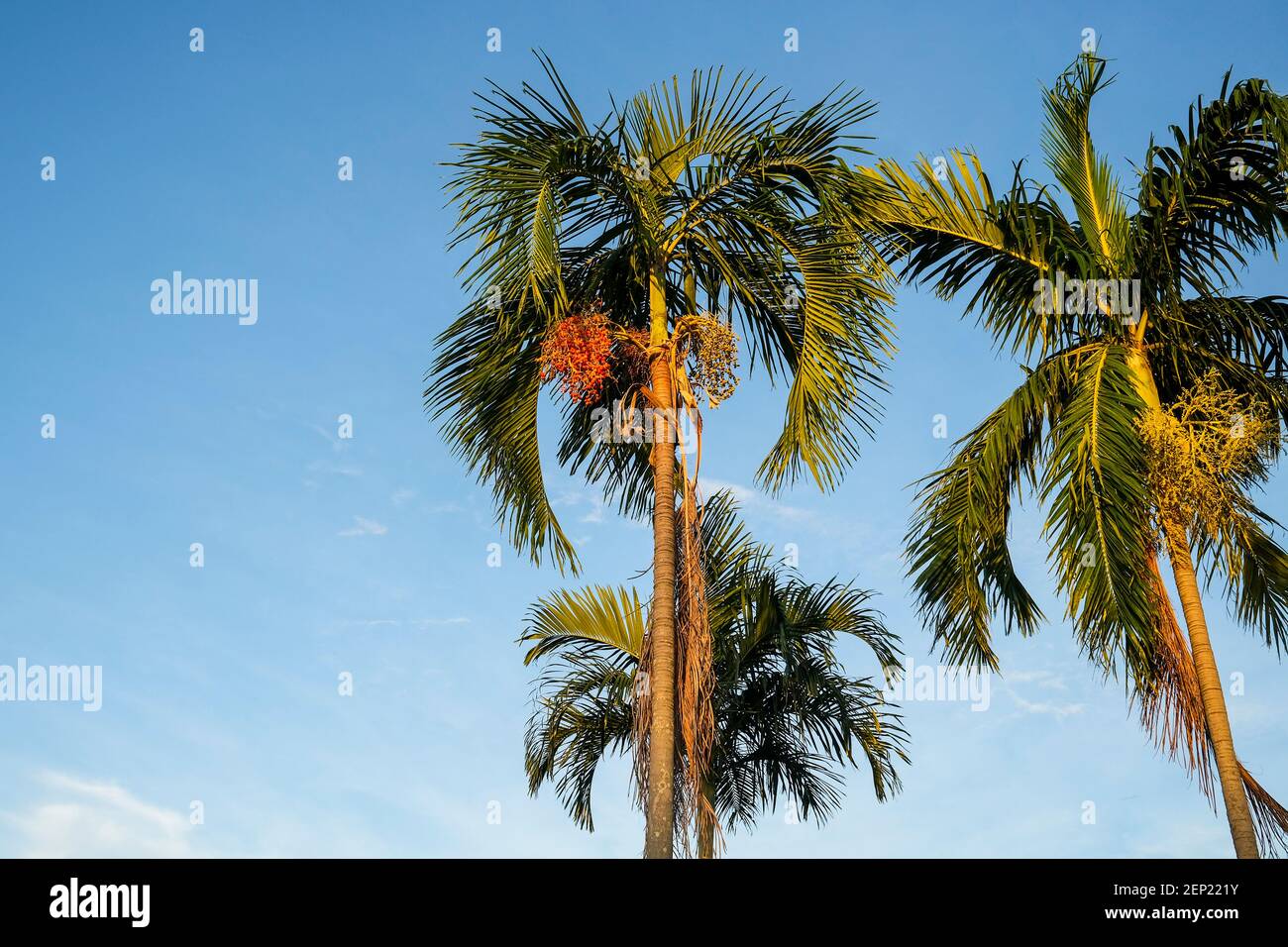 Carpentaria acuminata, comunemente conosciuta come la palma carpentaria, l'unica specie del genere Carpentaria, è una palma originaria della regione costiera tropicale Foto Stock