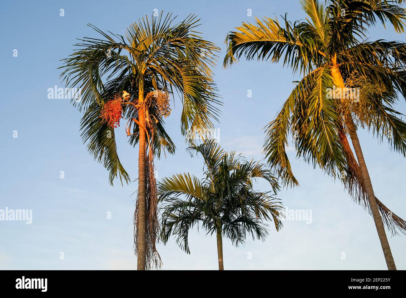 Carpentaria acuminata, comunemente conosciuta come palma carpentaria, con una spatola ducula più comunemente conosciuta come il piccione imperiale torresico o Torr Foto Stock