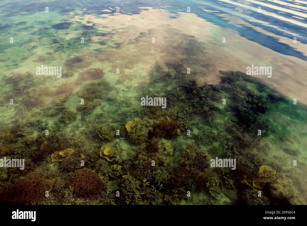 Le barriere coralline sul letto di acqua costiera sono fotografate da un molo nel villaggio ecoturismo Sawai nel Nord Seram, Maluku Centrale, Maluku, Indonesia. Foto Stock