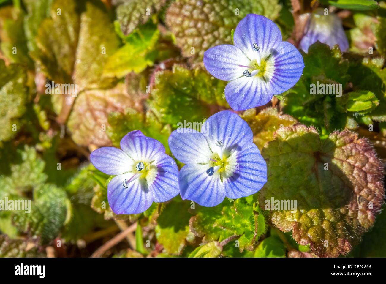 Primo piano di un trio di BirdsEye Speedwell Blooms (Veronica persica). Raleigh, Carolina del Nord. Foto Stock
