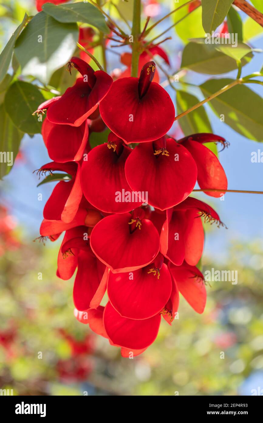 Gruppo di fiori di Ceibo - Erythrina crista-galli. Famiglia Fabaceae, legume. Foto Stock
