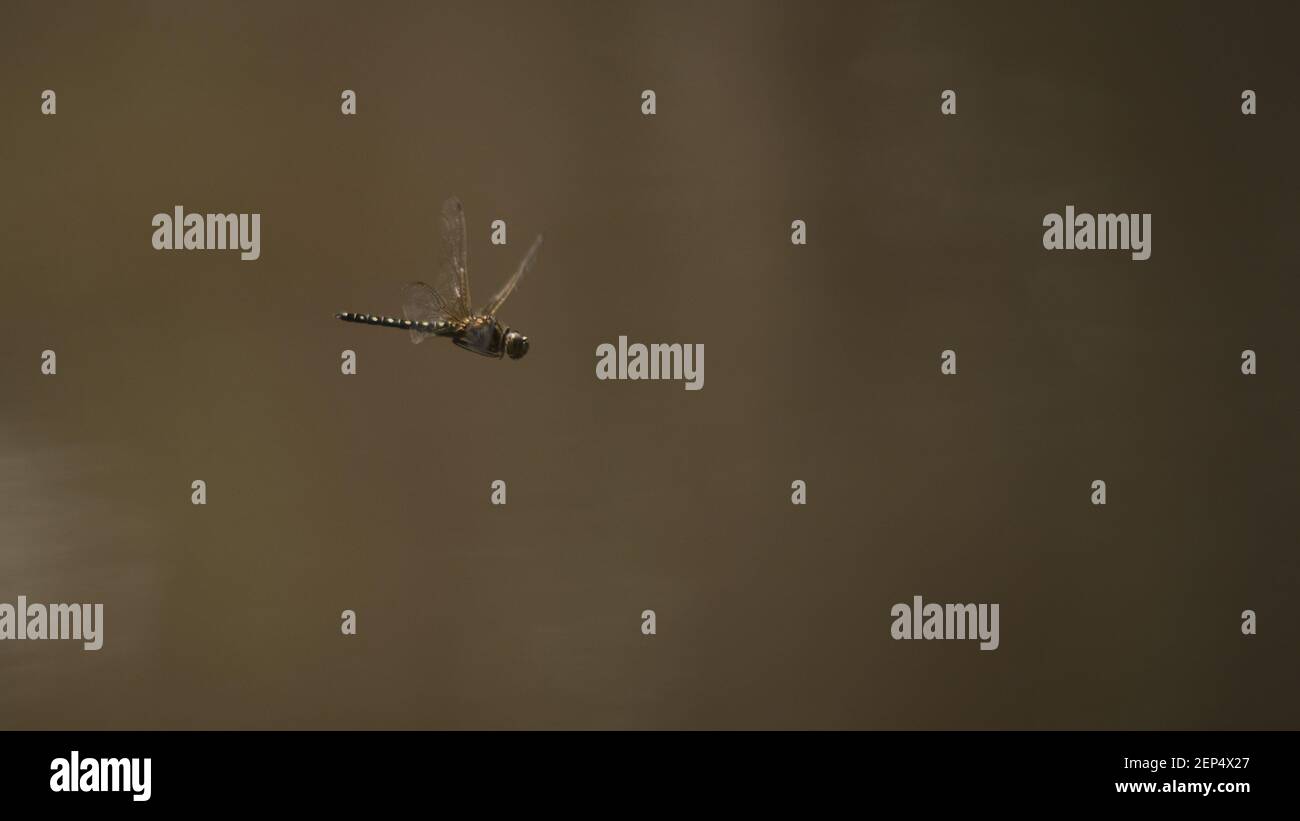 Dragonfly a metà volo su acqua sporca Foto Stock