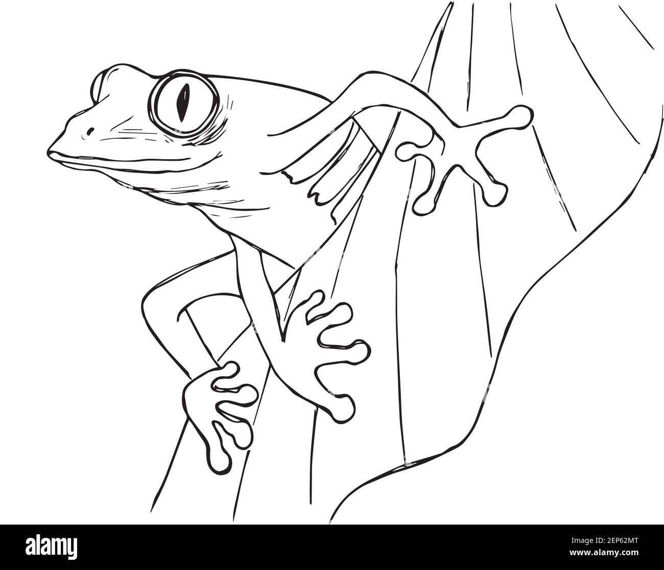 Immagine vettoriale di una rana verde su sfondo bianco. Vector 10 EPS. Illustrazione Vettoriale